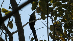 Phaenicophaeus tristis