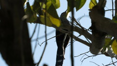 Phaenicophaeus tristis