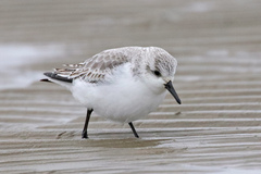 Calidris alba