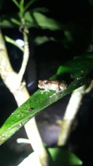 Pristimantis ridens