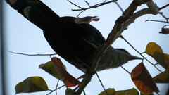 Phaenicophaeus tristis