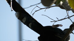 Phaenicophaeus tristis