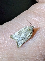 Argyrotaenia franciscana