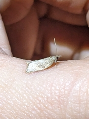 Argyrotaenia franciscana