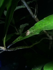 Pristimantis ridens