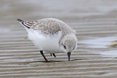Calidris alba