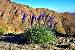 Lupinus excubitus