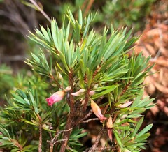 Brachyloma ericoides