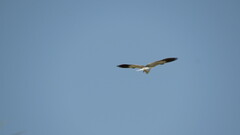 Elanus caeruleus vociferus