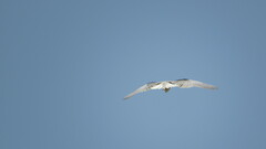 Elanus caeruleus vociferus