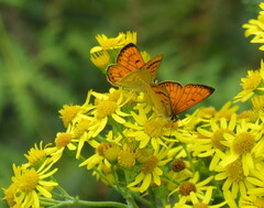 Lycaena edna