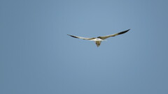 Elanus caeruleus vociferus