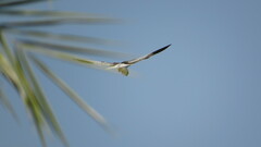 Elanus caeruleus vociferus