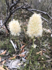 Ptilotus macrocephalus