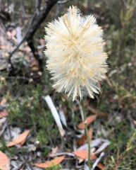 Ptilotus macrocephalus
