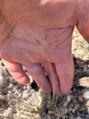 Rytidosperma setifolium