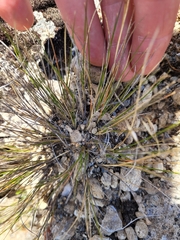 Rytidosperma setifolium