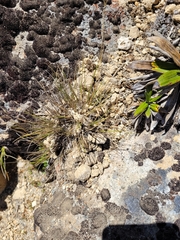 Rytidosperma setifolium