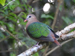 Chalcophaps indica natalis