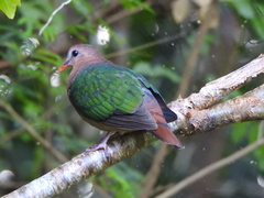 Chalcophaps indica natalis