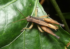 Orphulellini