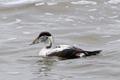 Somateria mollissima