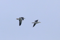 Larus marinus