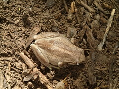 Litoria ewingii