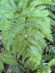 Ctenitis subglandulosa