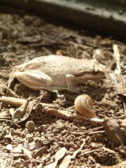 Litoria ewingii