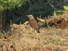 Turdus eunomus
