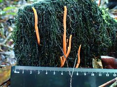 Clavulinopsis sulcata