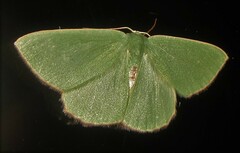 Heterorachis devocata