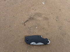 Panthera pardus pardus