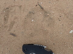 Panthera pardus pardus