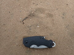 Panthera pardus pardus