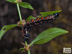 Doleschallia bisaltide