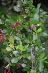 Phyllonorycter leucographella