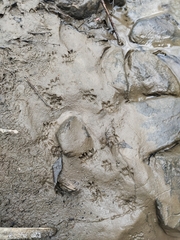 Rattus norvegicus
