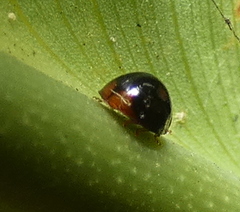 Cryptognatha amabilis