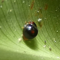 Cryptognatha amabilis