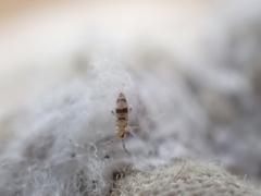Entomobrya triangularis