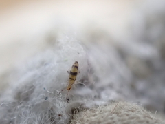 Entomobrya triangularis