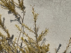 Melaleuca lanceolata