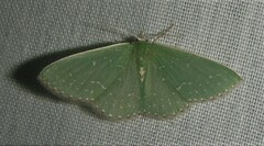 Omphacodes punctilineata