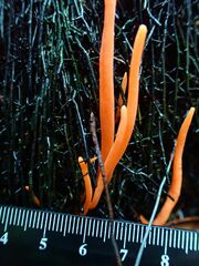 Clavulinopsis sulcata