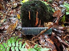 Clavulinopsis sulcata