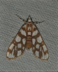 Obtusipalpis pardalis