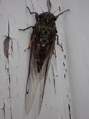 Amphipsalta