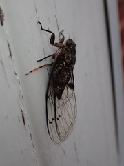 Amphipsalta
